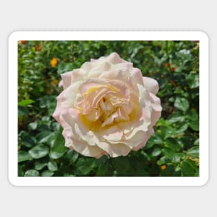 Pink Rose Sticker